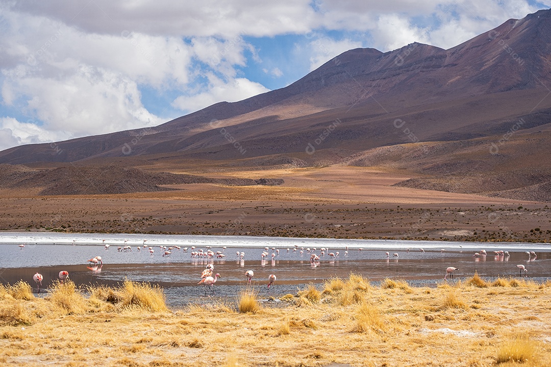 Lagoa com flamingos e montanhas ao fundo no Altiplano boliviano