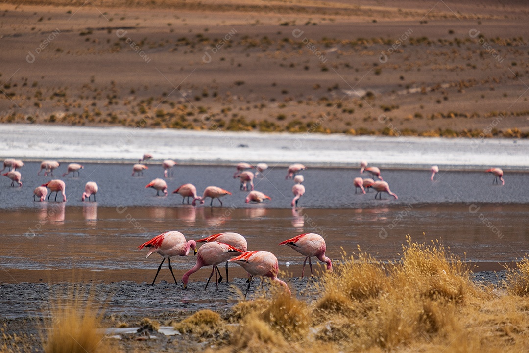 Grupo de flamingos se alimentando em uma lagoa
