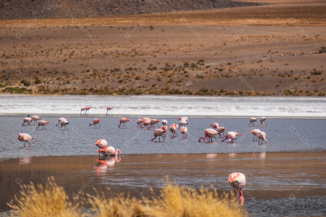 Grupo de flamingos se alimentando em uma lagoa
