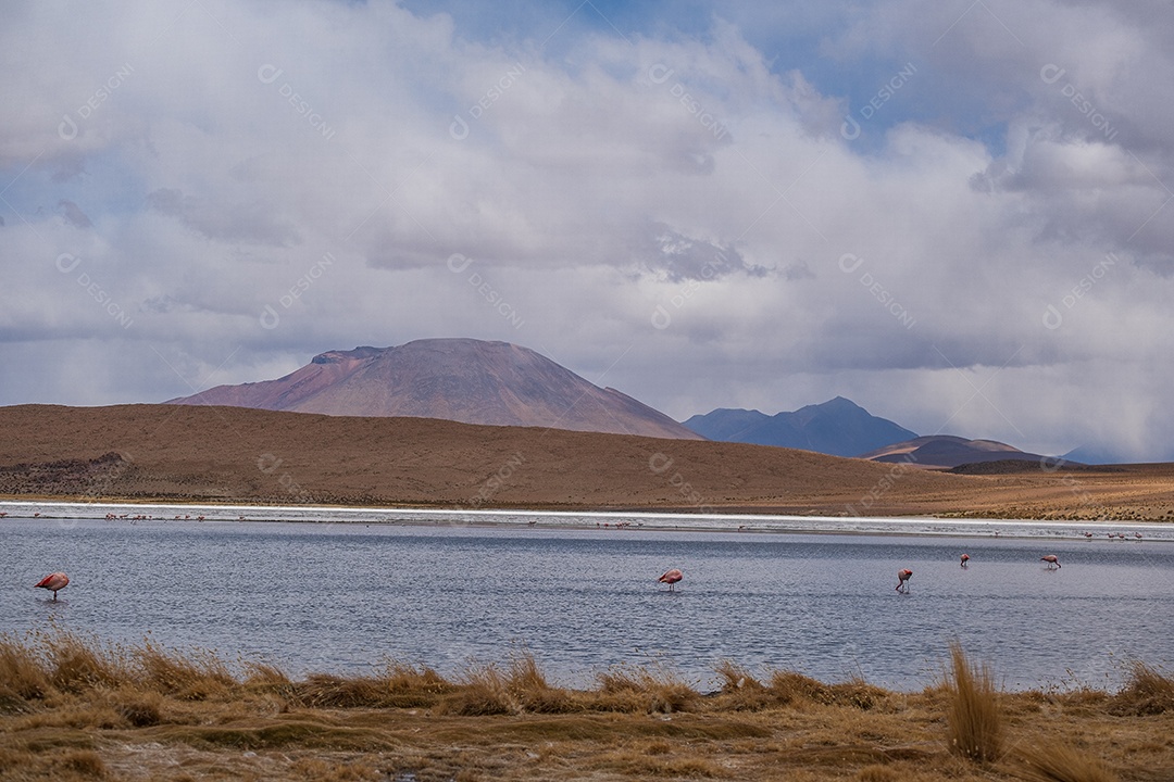 Lagoa com flamingos e montanhas ao fundo no Altiplano boliviano