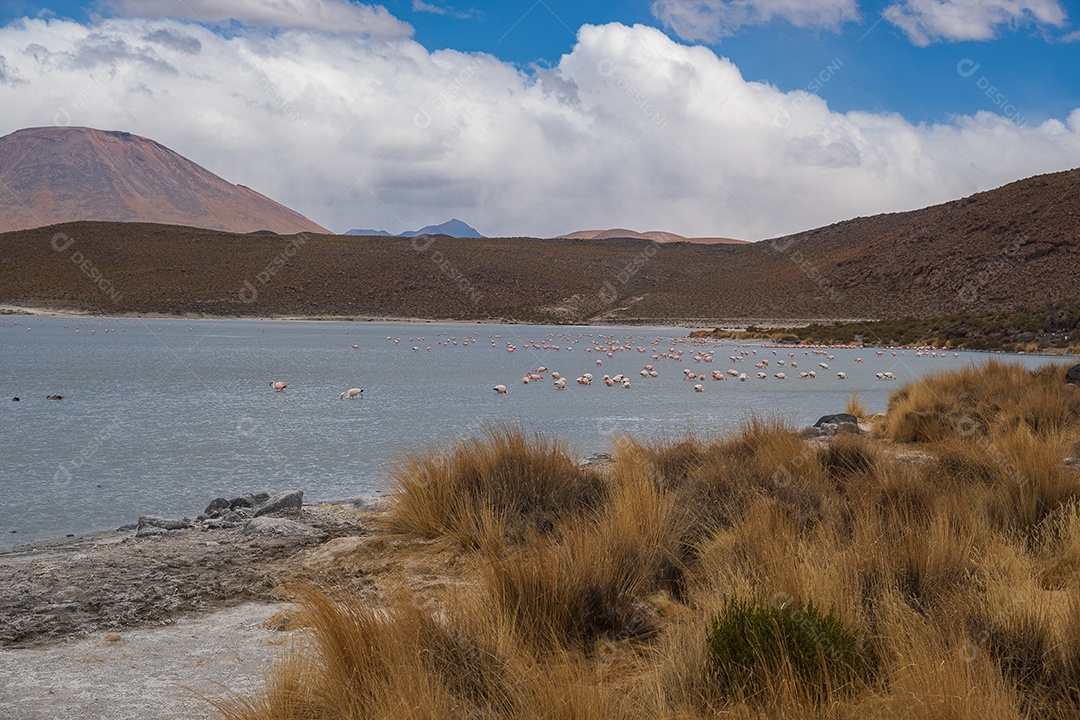Lagoa com flamingos e montanhas ao fundo no Altiplano boliviano