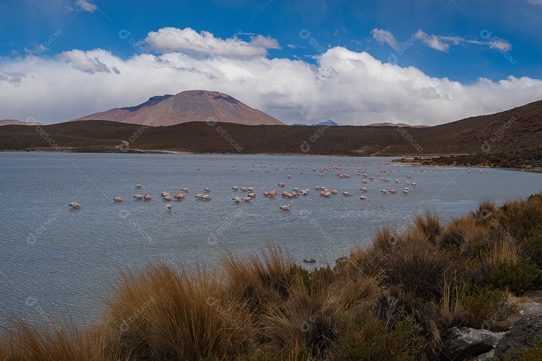 Lagoa com flamingos e montanhas ao fundo no Altiplano boliviano