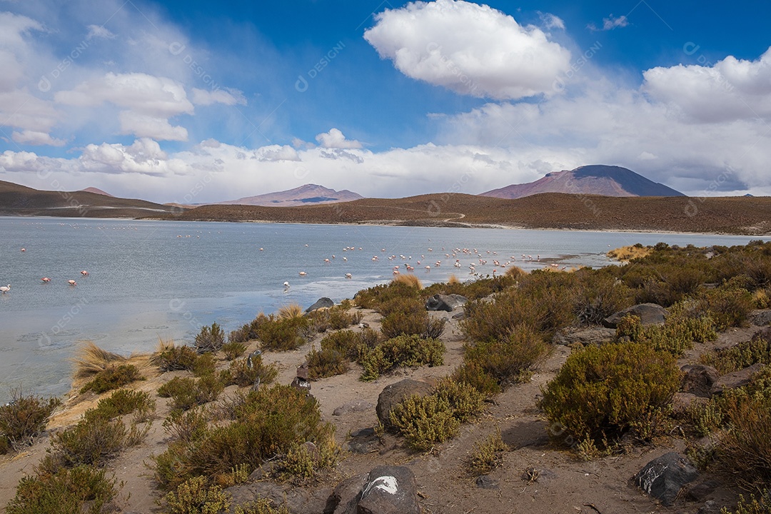 Lagoa com flamingos e montanhas ao fundo no Altiplano boliviano