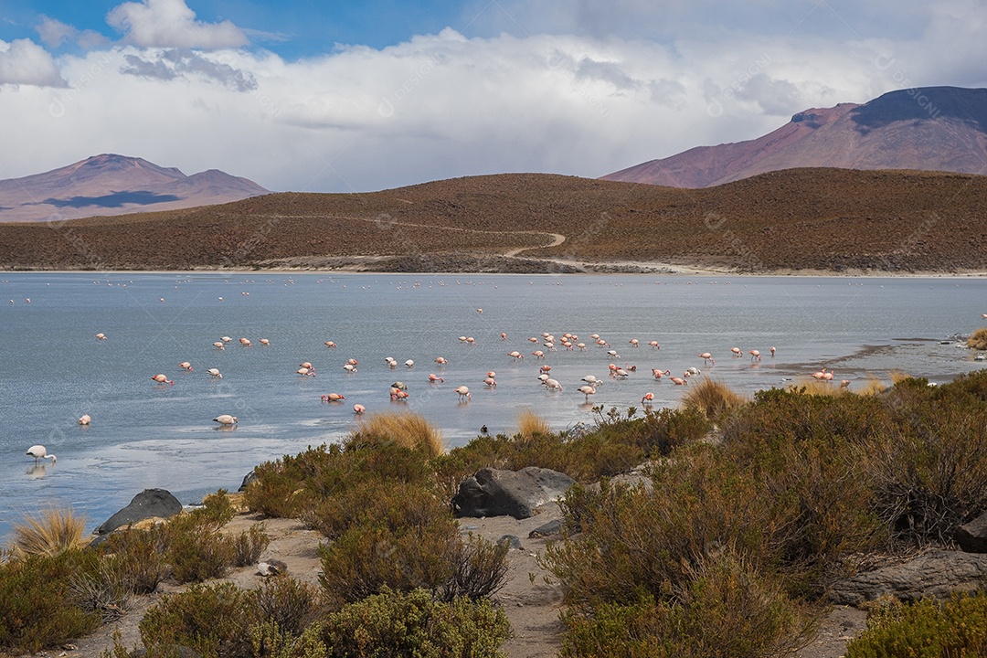Lagoa com flamingos e montanhas ao fundo no Altiplano boliviano