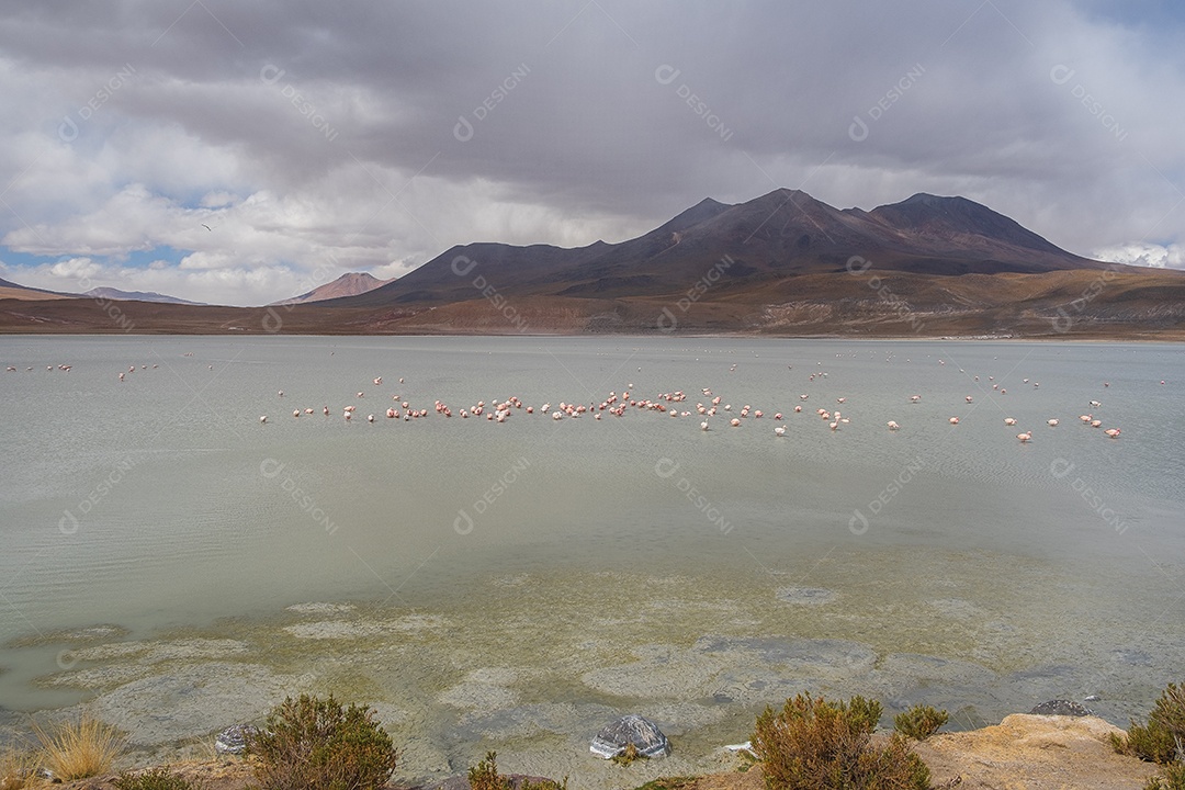 Lagoa com flamingos e montanhas ao fundo no Altiplano boliviano