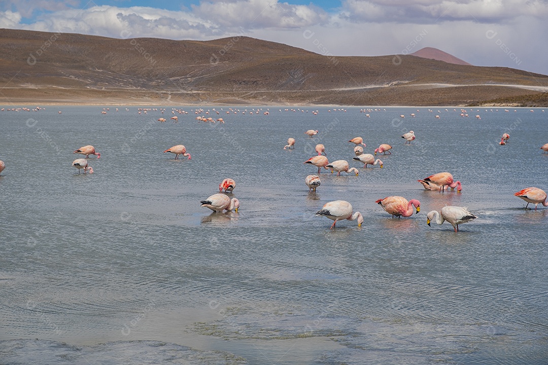 Lagoa com flamingos e montanhas ao fundo no Altiplano boliviano