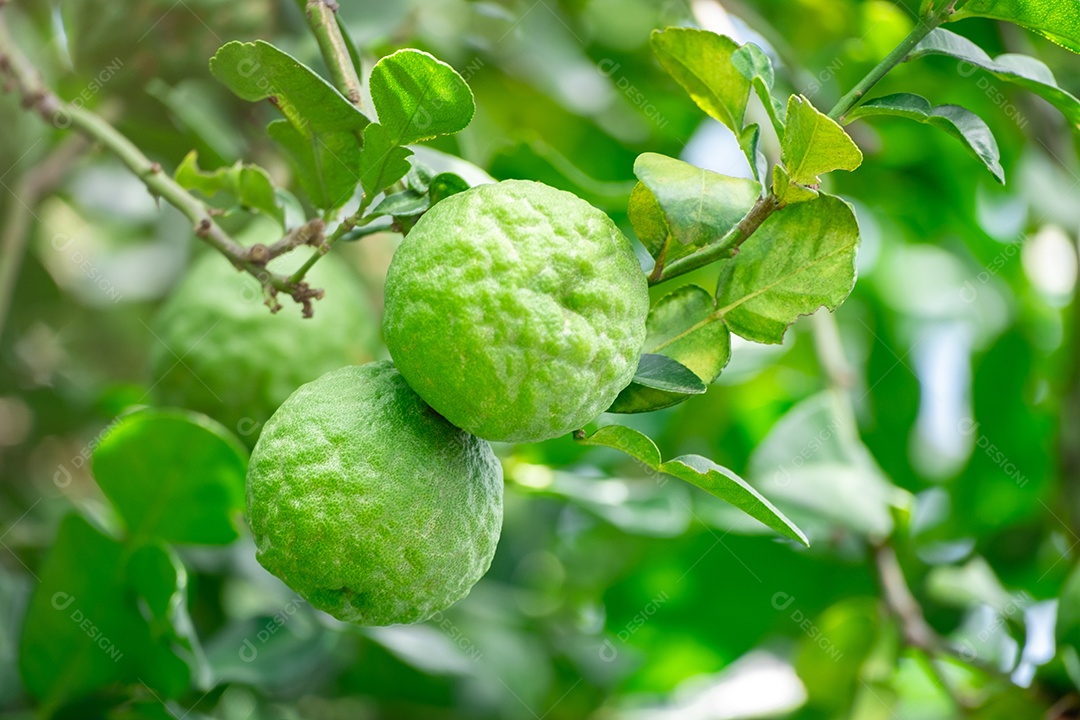 Frutas bergamota em um galho