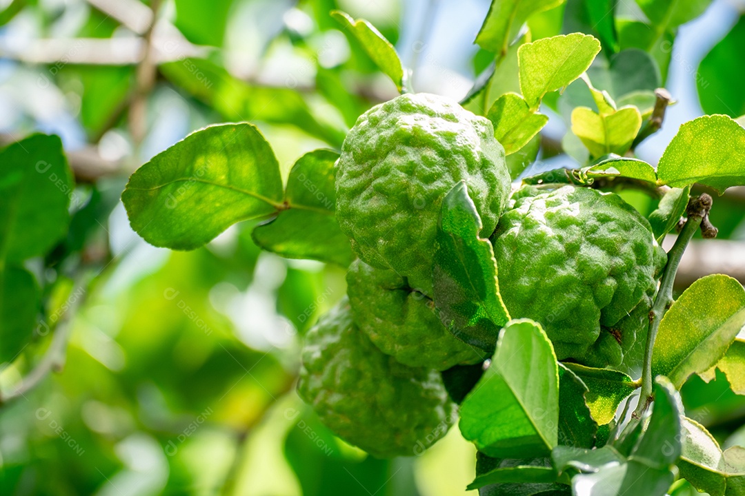 Galhos com frutas de bergamota