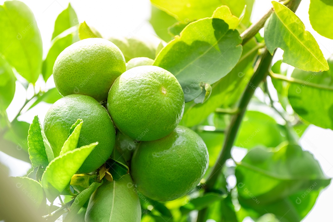 Galhos com limões