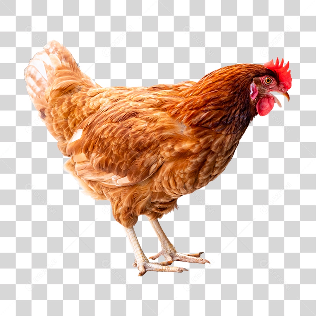 Galinha Animal Aves PNG Transparente