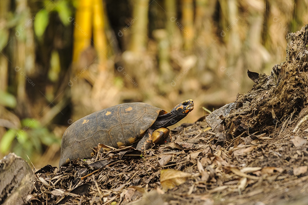 Tartaruga caminhando no chão da Mata Atlântica