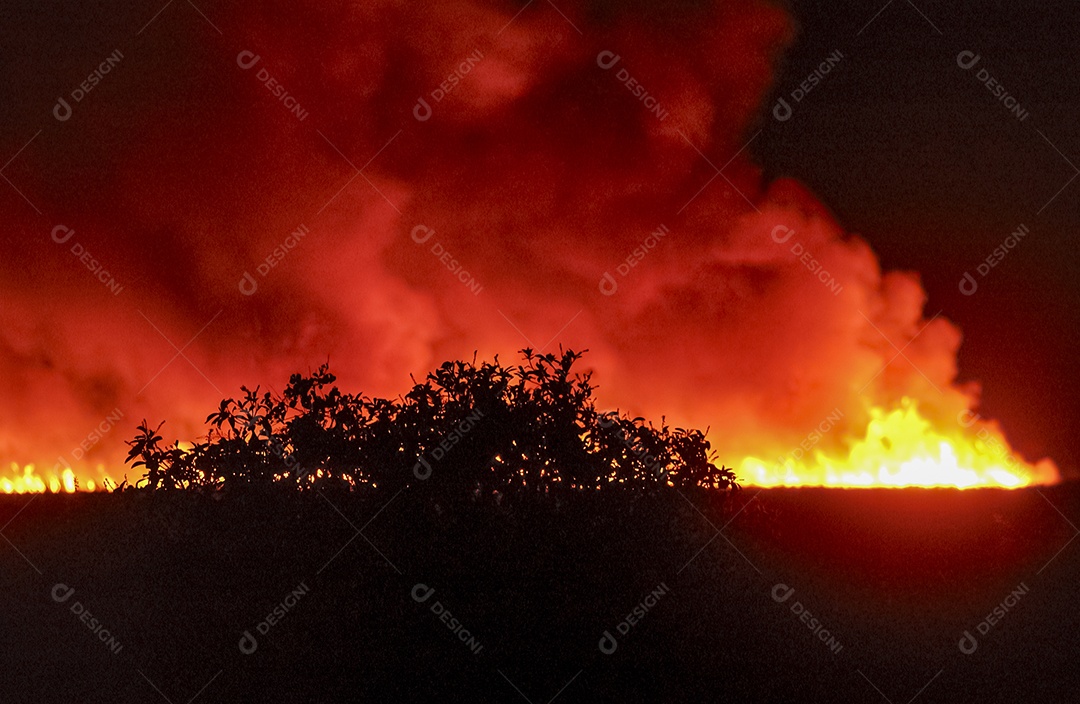 Fogo no canavial cana pegando fogo