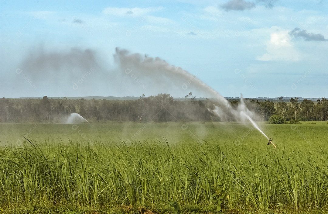 Canavial irrigado em Mamanguape