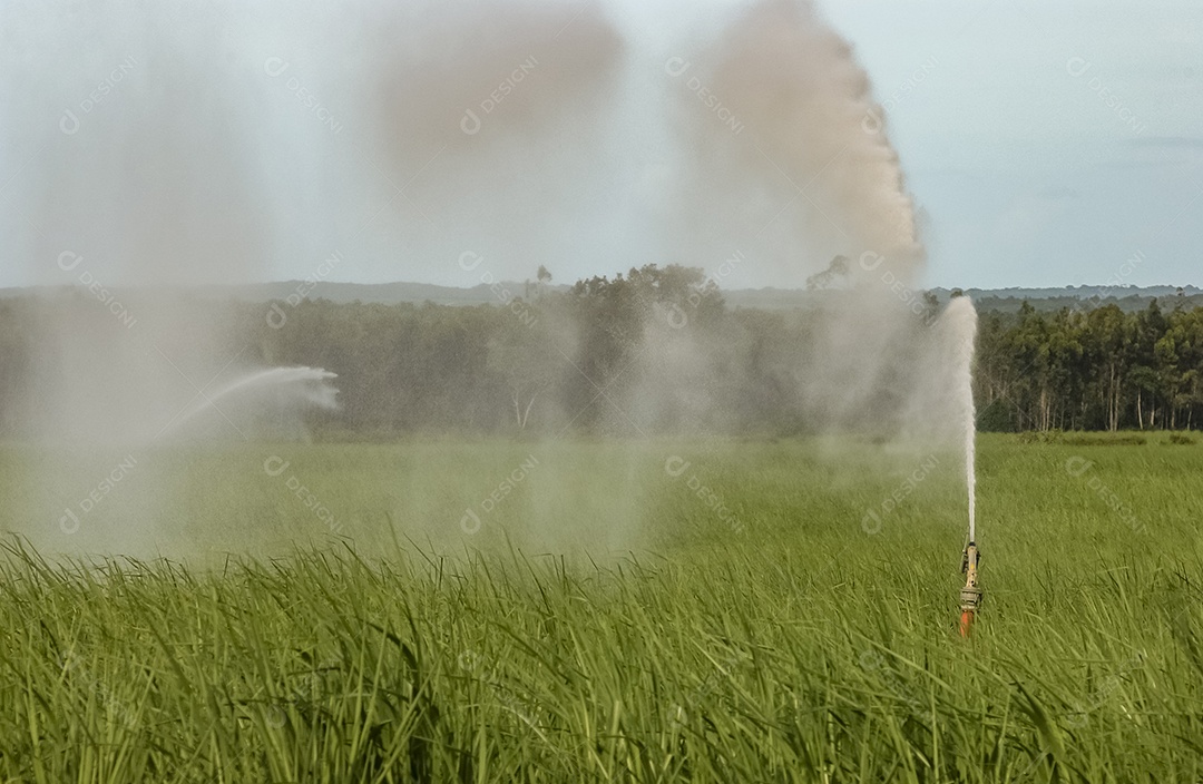 Canavial irrigado em Mamanguape