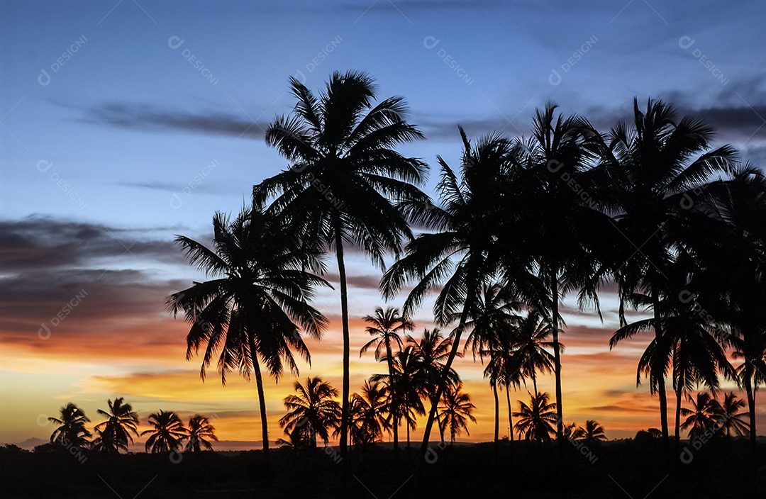 Coqueiros em silhueta com um céu de final de tarde de cores vibrantes
