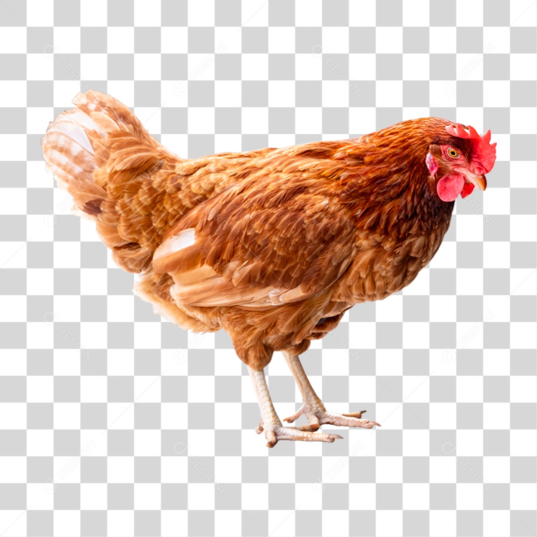 Galinha Animal Aves PNG Transparente