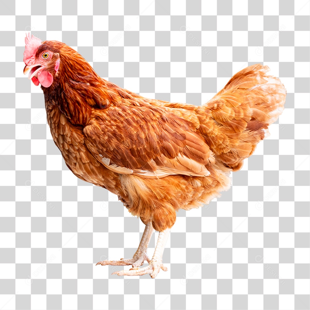 Galinha Animal Aves PNG Transparente