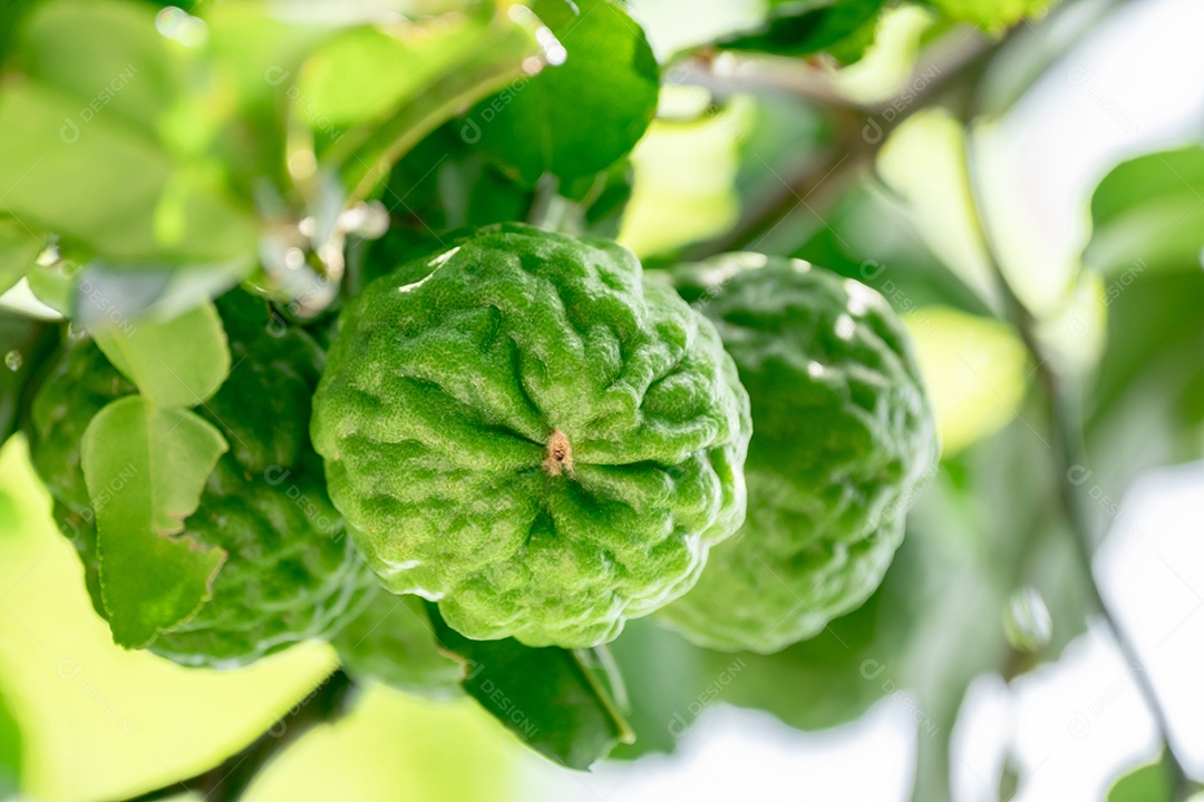 Galhos de fruta bergamota