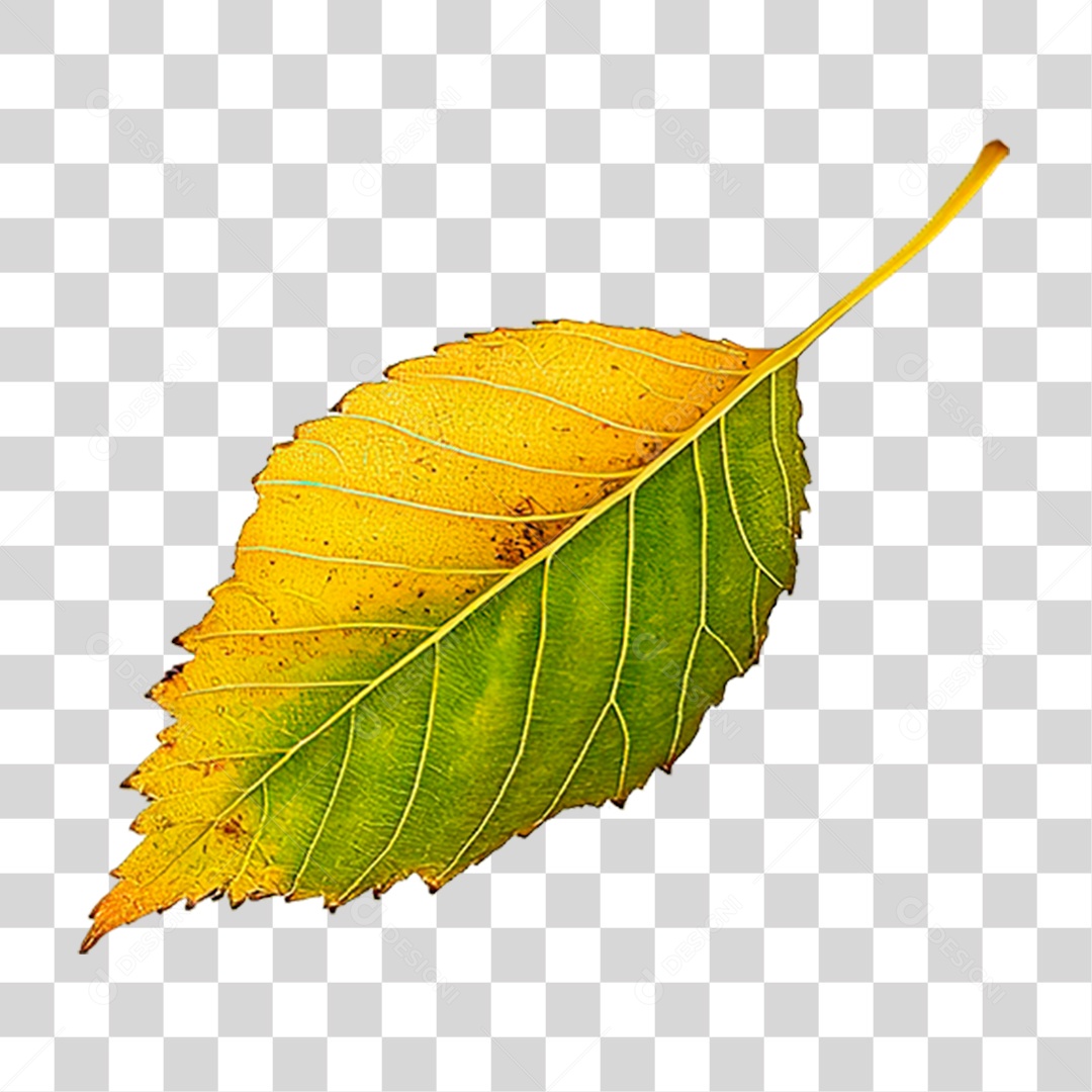 Folhas Verde PNG Transparente