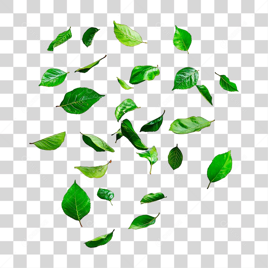 Folhas Verde PNG Transparente