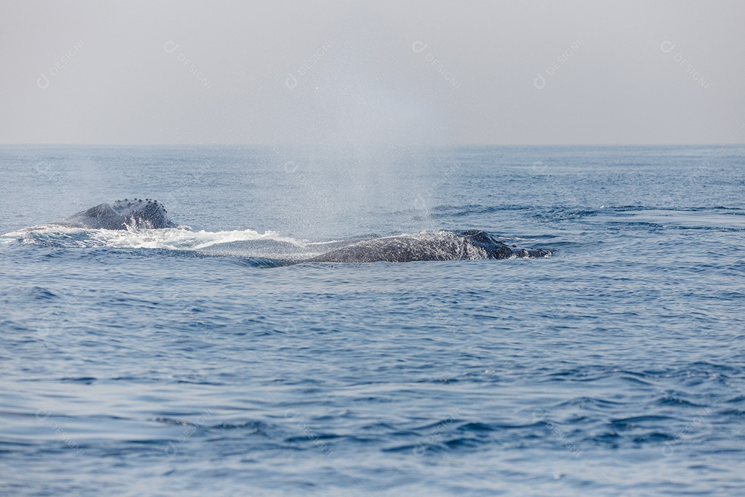 Baleias jubartes se migrando