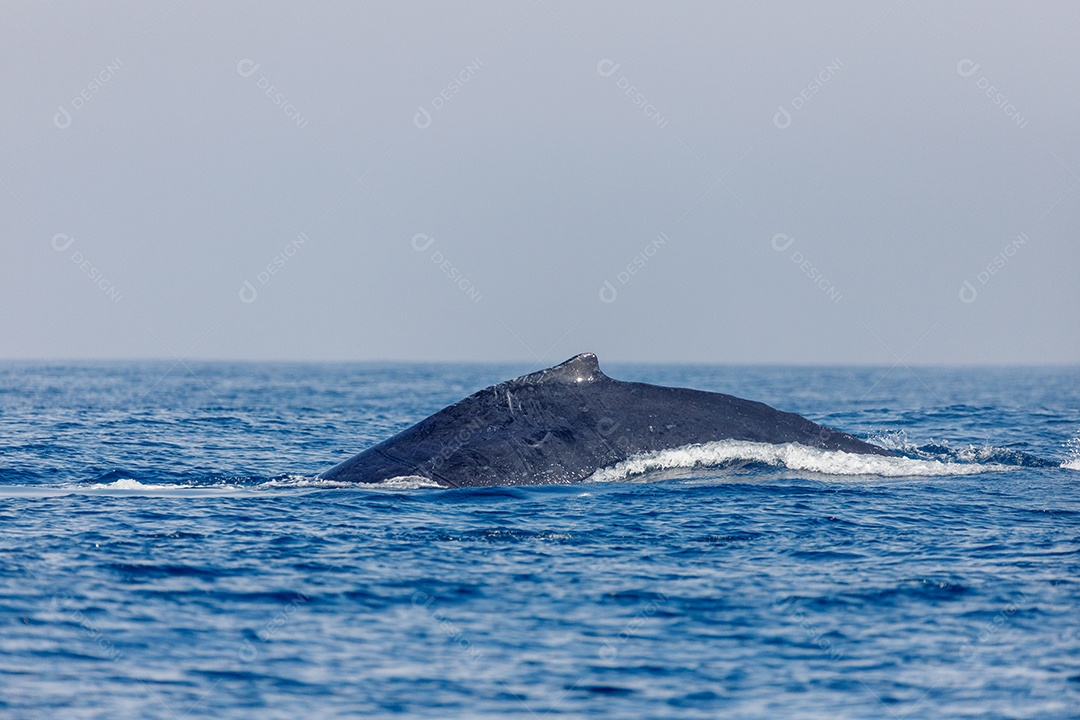 Baleias jubartes em migração