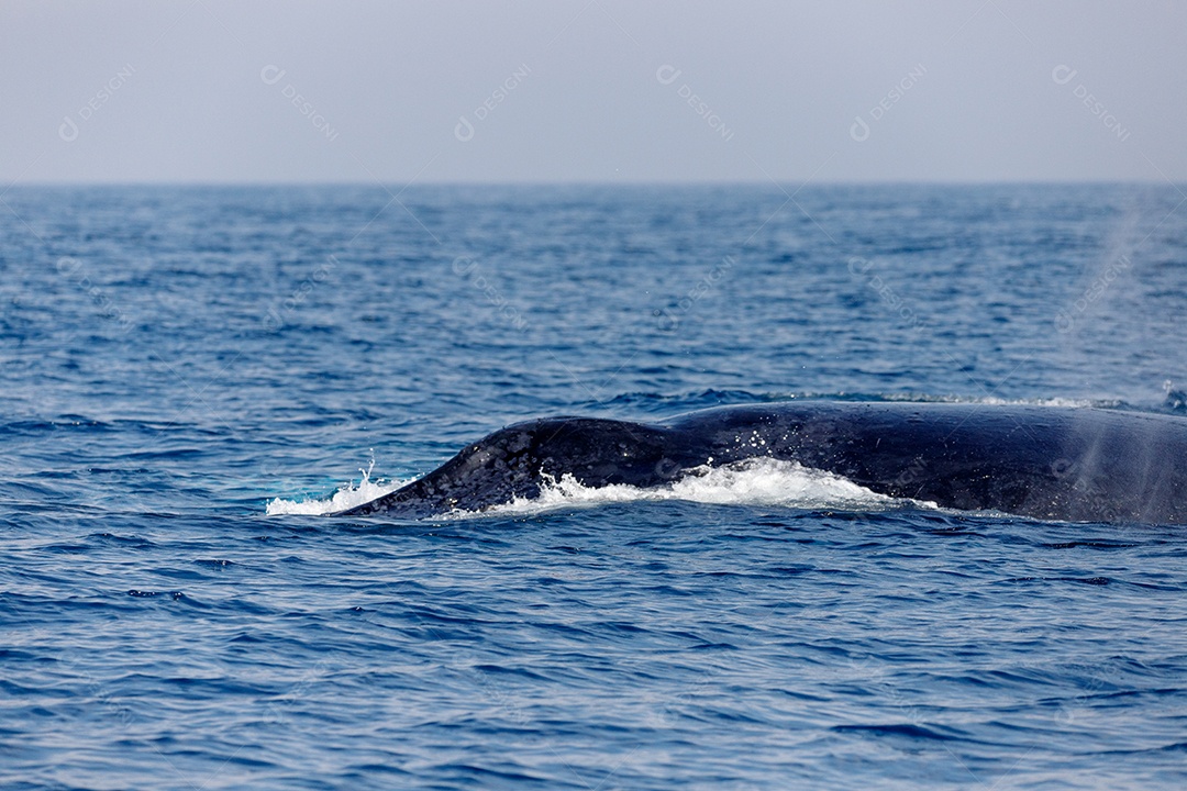 Baleias jubartes em migração