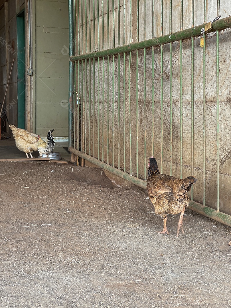 Galinhas em um pátio