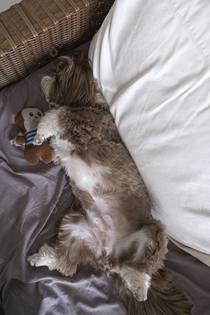 Cachorro fofo deitado na cama