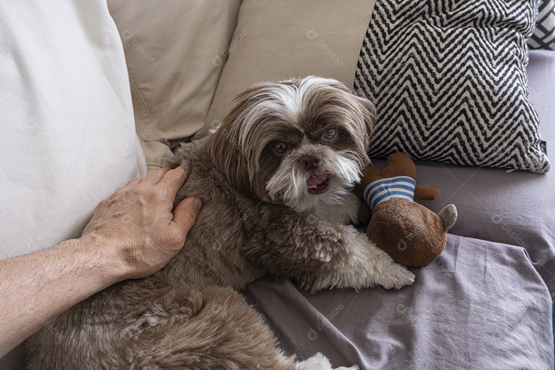 Um bebê cachorro fofo com ursinho