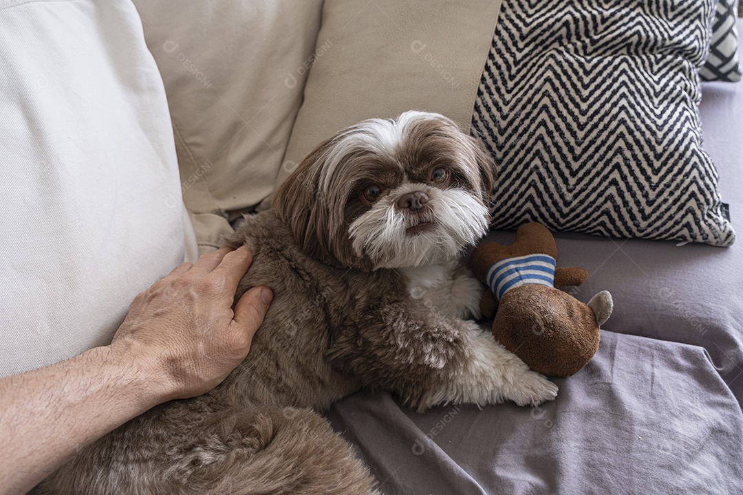 Shih tzu fofo e lindo com urso