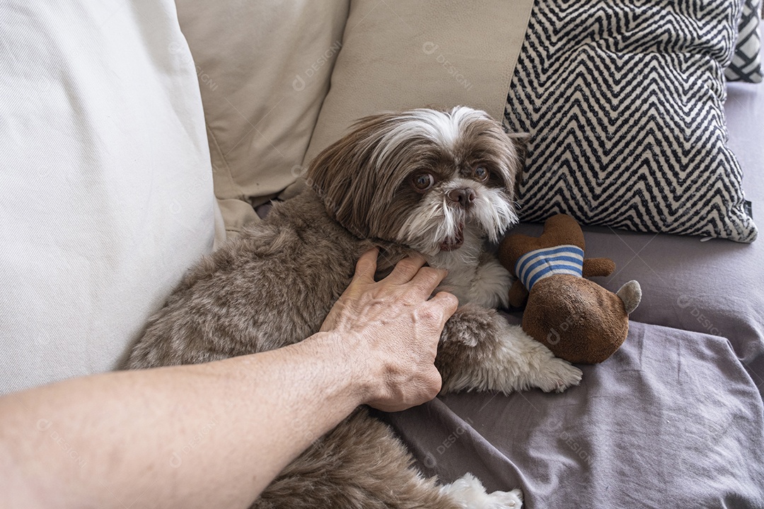 Shih tzu lindo e fofo deitado com seu ursinho