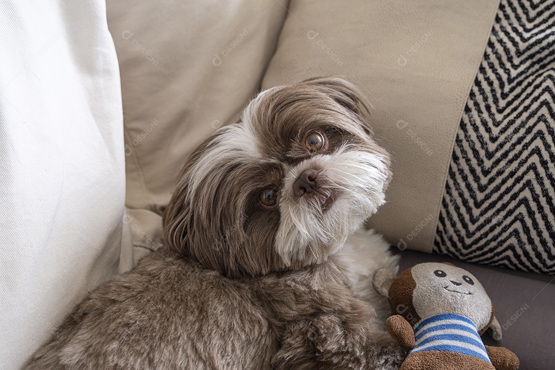 Shih tzu deitado com seu macaquinho de pelúcia