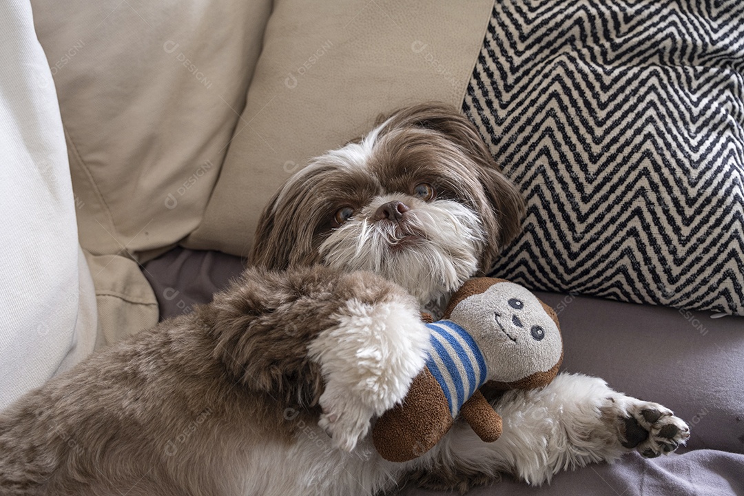 Shih tzu fofo deitado com seu macaquinho de pelúcia