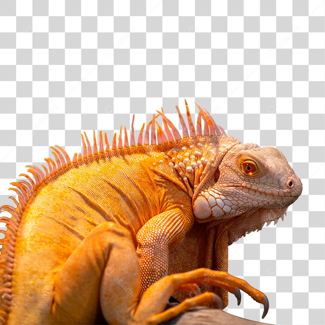 Animal Lagarto PNG Transparente