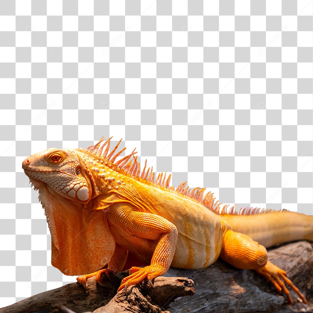 Animal Lagarto PNG Transparente