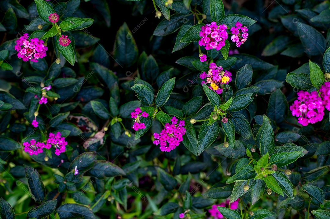 Lindas flores de lantana roxas