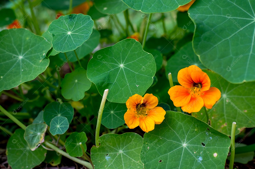 Fundo de textura de folhas e flores de chagas