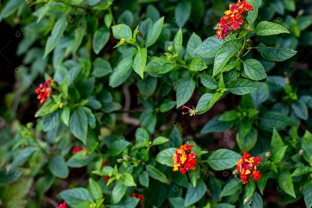 Fundo vermelho da textura das folhas e das flores de Lantana