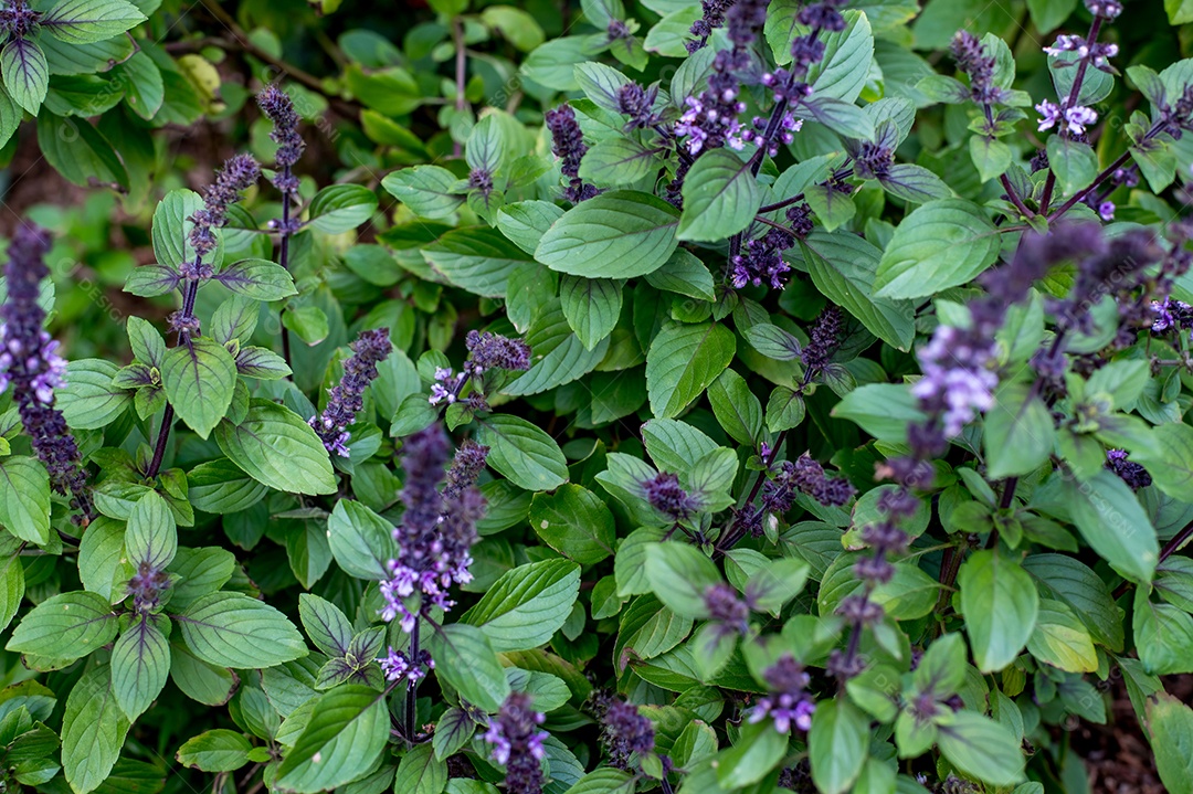 Fundo de textura de folhas e flores de manjericão roxo