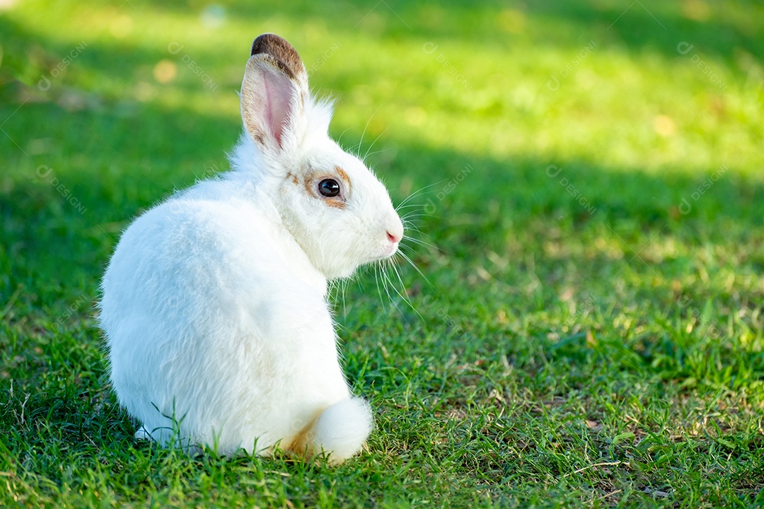 Coelho branco na grama