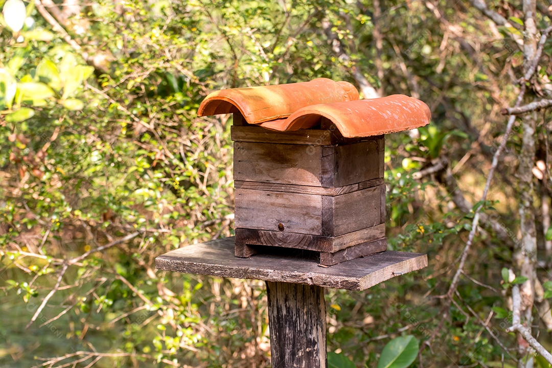 Casa de abelhas nativas abelhas sem ferrão