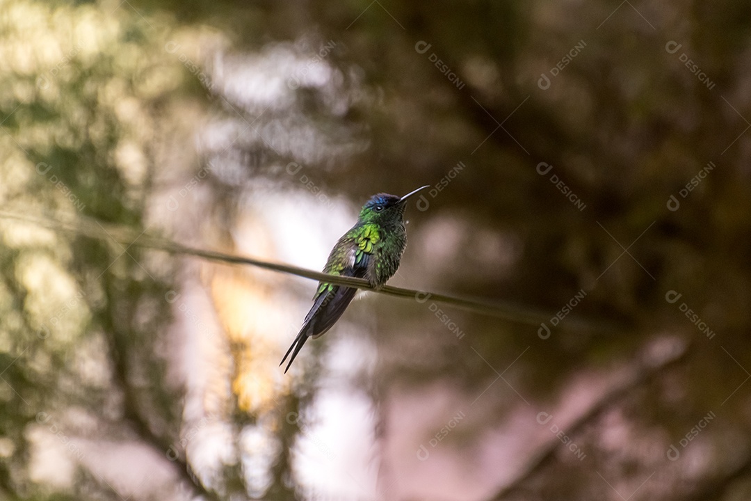Beija flor empoleirado em arame com fundo desfocado