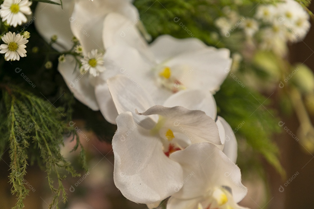 Orquídeas brancas lindas