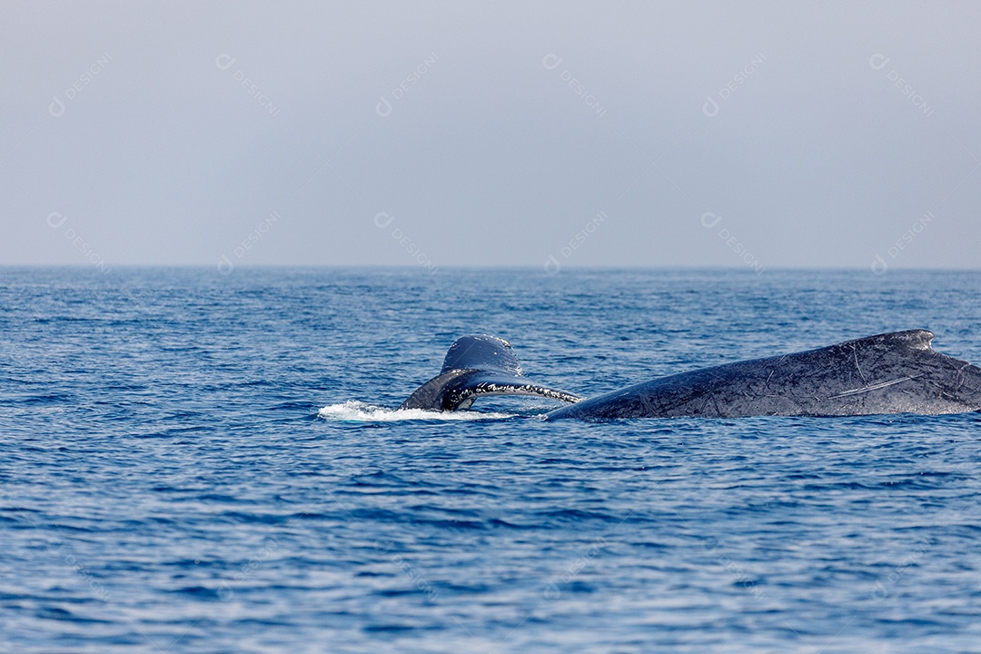 Baleia jubarte em migração