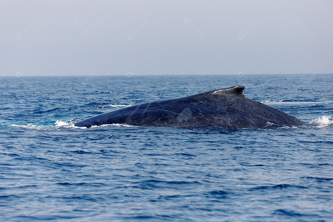 Calda de uma baleia em migração de baleias jubarte no mar