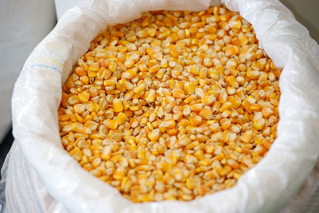 Saco com grãos de milhos da colheita