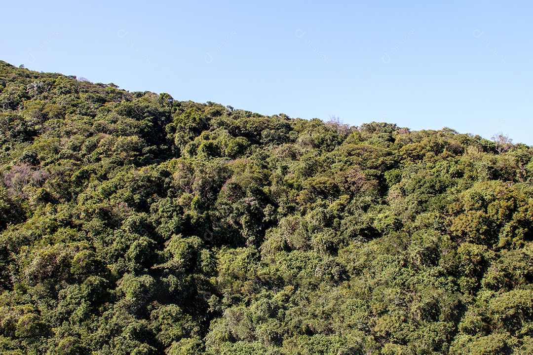 Um pedaço de mata atlântica ao lado do morro dois irmãos