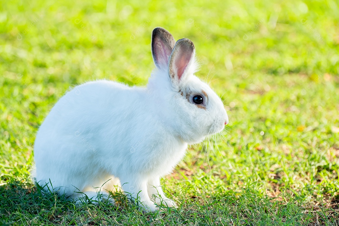 Coelho branco na grama