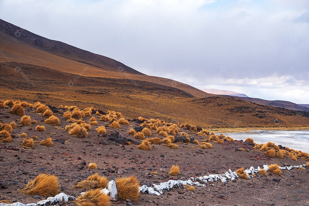 Vegetação desértica na encosta da montanha perto do lago no deserto